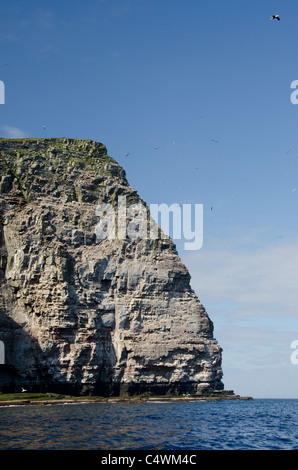 Ecosse, îles Shetland. Noss Scottish Natural Réserve Naturelle. Falaises d'oiseaux de Noss. Banque D'Images