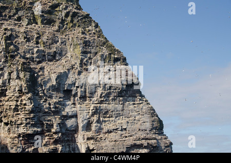 Ecosse, îles Shetland. Noss Scottish Natural Réserve Naturelle. Falaises d'oiseaux de Noss. Banque D'Images