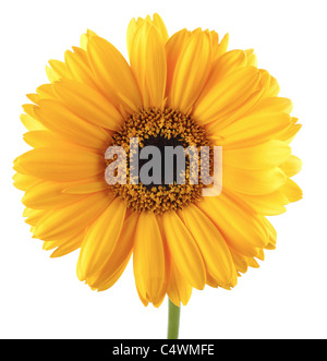 Close up of Sun Flower Banque D'Images