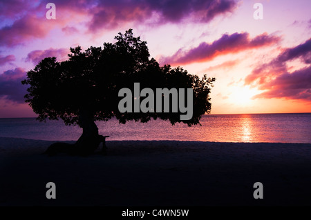 Aruba, silhouette d'Watapana Tree at sunset Banque D'Images