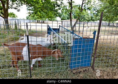 Chèvres 'Boer X', alimentation. Banque D'Images