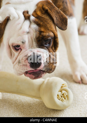 USA, New Jersey, Jersey City, Mignon chiot bouledogue avec de l'os Banque D'Images