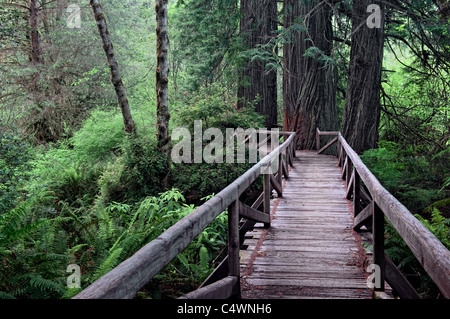 Cette passerelle mène à un bosquet d'arbres Séquoia géant de Californie's Prairie Creek Redwoods et des parcs nationaux. Banque D'Images