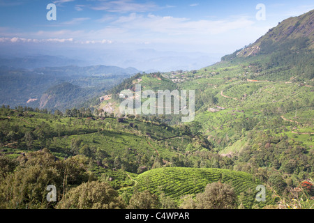 Vue sur les champs de thé Munnar Banque D'Images