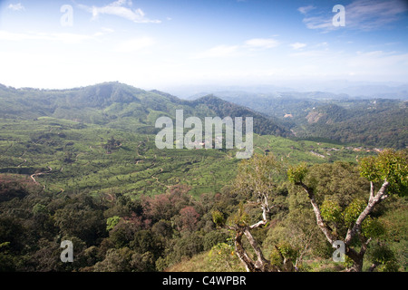 Vue sur les champs de thé Munnar Banque D'Images