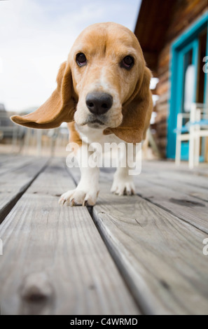 USA, Colorado, curieux dog walking towards camera Banque D'Images