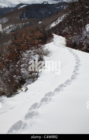 USA,Californie,les traces des coyotes dans la neige Banque D'Images