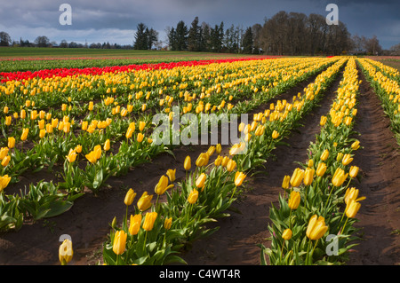 USA,New York,chaussures en bois Tulip Farm Banque D'Images