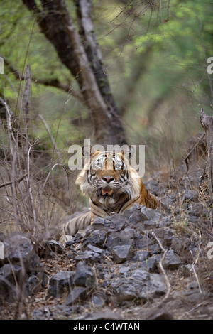 Tigre mâle adulte veillant sur le Rock à la Réserve de tigres de Ranthambore, Rajasthan, Inde. [ Panthera tigris ] Banque D'Images