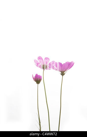 Pourpre fleur daisy frais isolé sur fond blanc Banque D'Images