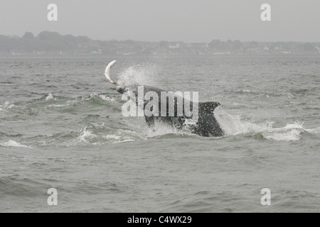 Grand dauphin (Tursiops truncatus) la chasse un poisson (saumon , Salmo salar), Moray, Highlands, Scotland UK Banque D'Images