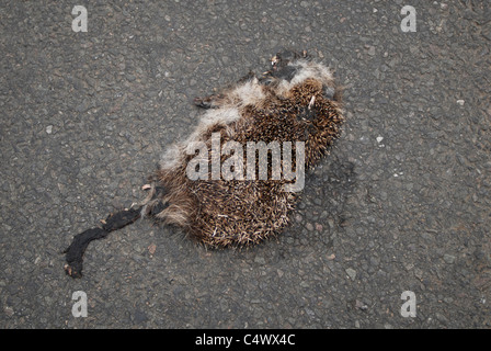 Un hérisson roadkill pressé sur la route à Camelford Cornwall. Histoire Freeganism pour le télégraphe. Banque D'Images