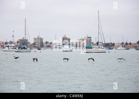 Le Pélican brun d'Amérique du Sud en vol au dessus du Port de Callao, Lima, Pérou Banque D'Images