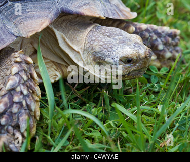 Sulcata, tortue Geochelone sulcata, tortue sillonnée, Close up animal Banque D'Images