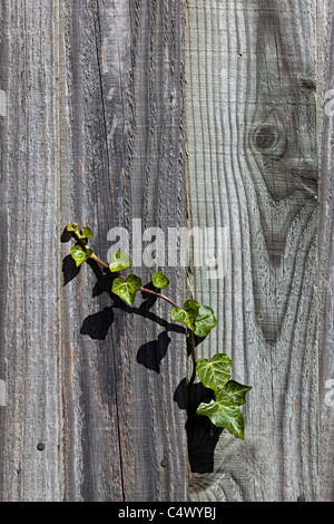 Ivy croître par clôture en bois UK Banque D'Images