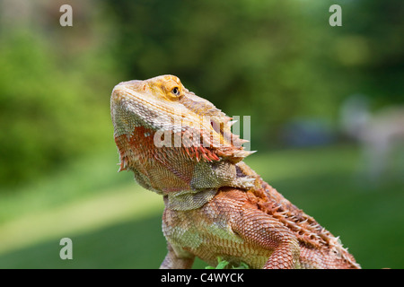 Dragon barbu, un lézard, animal exotique reptile, Amphibolorus vitticeps Banque D'Images