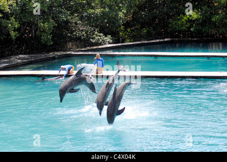 Les grands dauphins Tursiops truncatus nom Latin jumping Banque D'Images