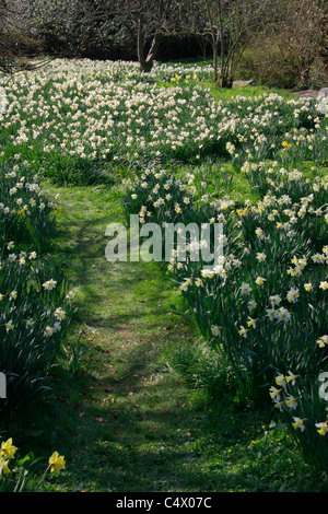 Chemin de l'herbe à travers les jonquilles et narcisses en woodland garden Banque D'Images