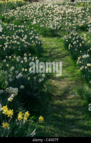 Chemin d'herbe par lit de jonquilles en woodland garden Banque D'Images