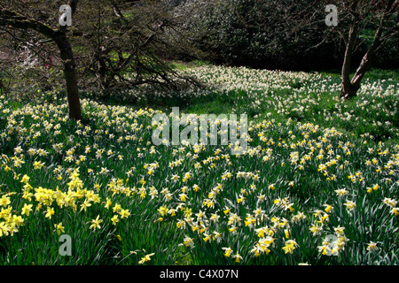 Les jonquilles dans un jardin bois sauvage Banque D'Images