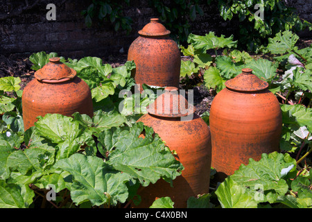 Pots de rhubarbe forçant Banque D'Images