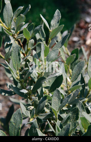 Arbuste Salix lapponum jardin miniature ou Willow Downy Banque D'Images
