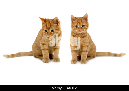 Deux chatons doux est assis côte à côte sur fond blanc. Banque D'Images
