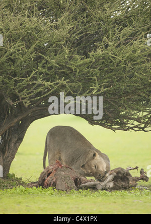 Image insolite d'un wet et gaines de lionne (Panthera leo) se nourrissant d'une carcasse de zèbre tuer sous un arbre imitant sa forme Banque D'Images