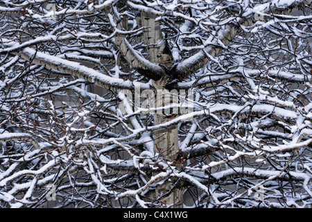 Belle close up couvert de neige des branches de bouleau blanc en hiver en Californie USA Banque D'Images