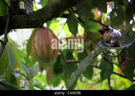 Haricot Coco, Parc National Pico Bonito, La Cieba, Honduras Banque D'Images