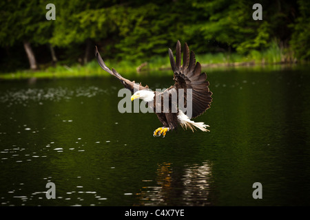 American Bald Eagle (Haliaeetus leucocephalus) en vol avec des poissons Boulder Junction, Wisconsin. Banque D'Images