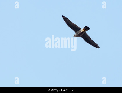 Le faucon pèlerin (Falco peregrinus) en vol au-dessus de la cathédrale de Lincoln Banque D'Images