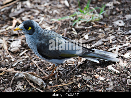 A Noisy Miner Bird Manorina melanocephala dans Royal Botanic Garden Sydney New South Wales Australie Banque D'Images