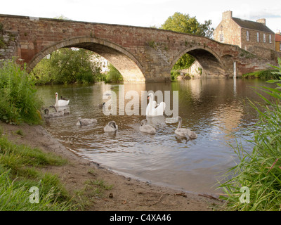 Famille de cygnes par le pont de Nungate dans la ville historique de Haddington, East Lothian, en Ecosse. Banque D'Images