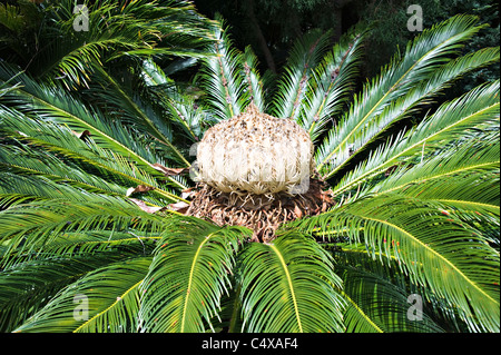 Une fleur du Cycas Thouarsii Madagascar Cyad plante poussant dans le Jardin botanique royal de Sydney New South Wales Australie Banque D'Images