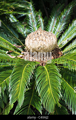 Une fleur du Cycas Thouarsii Madagascar Cyad plante poussant dans le Jardin botanique royal de Sydney New South Wales Australie Banque D'Images