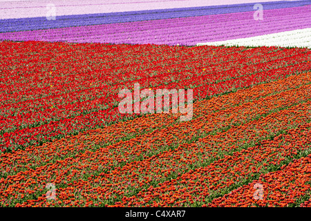 Tulipfields avec différentes couleurs au printemps en Hollande Banque D'Images