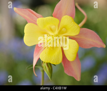 L'ancolie, jaune, rose, fleur, Fleurs sauvages Banque D'Images