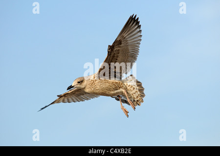 Une mouette circles Brighton Pier Banque D'Images