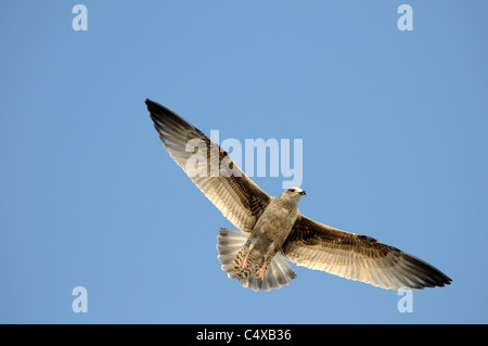 Une mouette circles Brighton Pier Banque D'Images