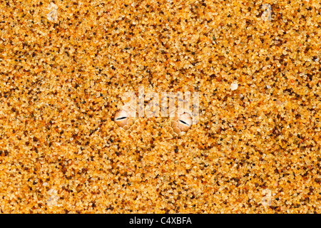 L'additionneur Sidewinder (Bitis peringueyi) est une espèce de vipère venimeuse trouvés dans le désert du Namib en Namibie. Banque D'Images