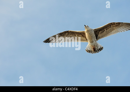 Une mouette circles Brighton Pier Banque D'Images