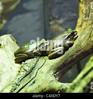 Green et Golden Bell des grenouilles sur une branche dans le Zoo Taronga Sydney New South Wales Australie Banque D'Images