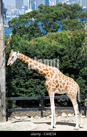 Belle Girafes au Zoo de Taronga Sydney New South Wales Australie Banque D'Images