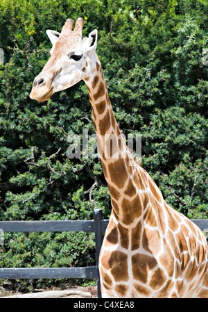 Belle Girafe au zoo de Taronga Sydney New South Wales Australie Banque D'Images