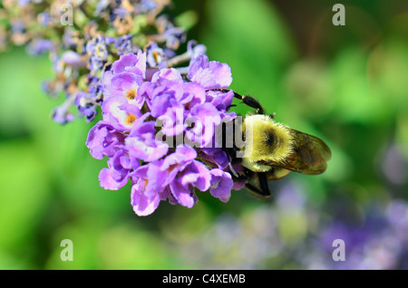 Une abeille brune, Bombus griseocollis, se nourrit de la fleur d'un buisson de papillon, Buddleja davidi. Oklahoma, États-Unis. Banque D'Images