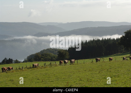 Blick auf das Urfttal und den Nationalpark Eifel. Banque D'Images