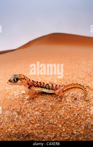 Les putois Web Gecko (Palmatogecko rangei). Les animaux nocturnes qui vivent surtout niché dans des terriers. Banque D'Images