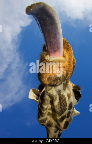 Rothschild Girafe (Giraffa camelopardalis rothschildi) est l'un des 9 sous-espèces de Girafe Girafe.Manor au Kenya. L'Afrique de l'Est. Banque D'Images