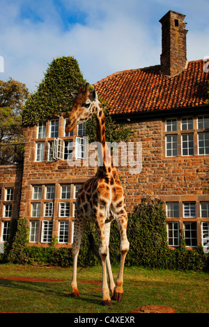 Rothschild Girafe (Giraffa camelopardalis rothschildi) est l'un des 9 sous-espèces de girafes.Griaffe Manor au Kenya. L'Afrique de l'Est. Banque D'Images